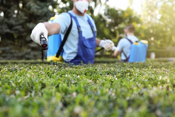 Lawsuits Grow Against Paraquat Herbicide Makers